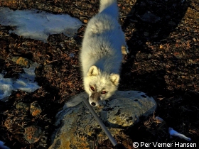 Meget nysgerrig polarræv.jpg
